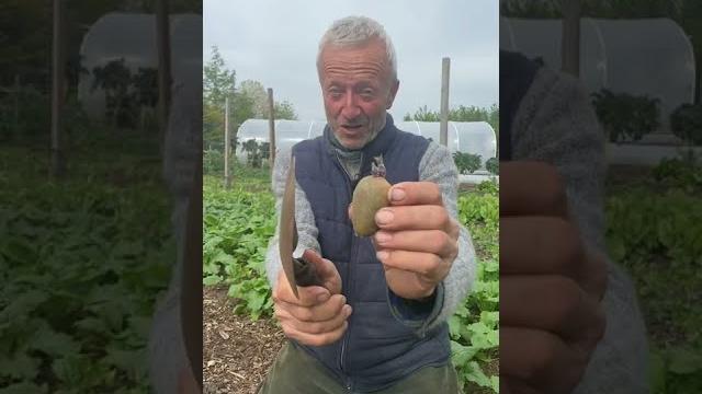 How to plant a no dig potato #shorts How to plant a no dig potato #shorts
