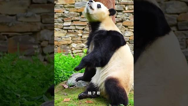 518早上944福宝回眸一笑真的太好看啦猪猪宝贝大熊猫福宝福宝 518早上944福宝回眸一笑真的太好看啦猪猪宝贝大熊猫福宝福宝