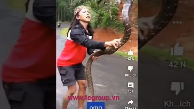 Tay không bắt rắn hổ mang chúa khổng lồ 25kg..!!! Tay không bắt rắn hổ mang chúa khổng lồ 25kg..!!!