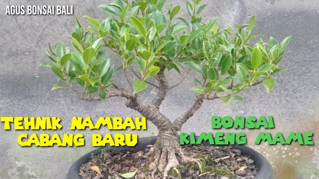 Cara mudah menambah cabang baru | bonsai kimeng | agus bonsai bali | vidio lama yang masih tersisa Cara mudah menambah cabang baru | bonsai kimeng | agus bonsai bali | vidio lama yang masih tersisa