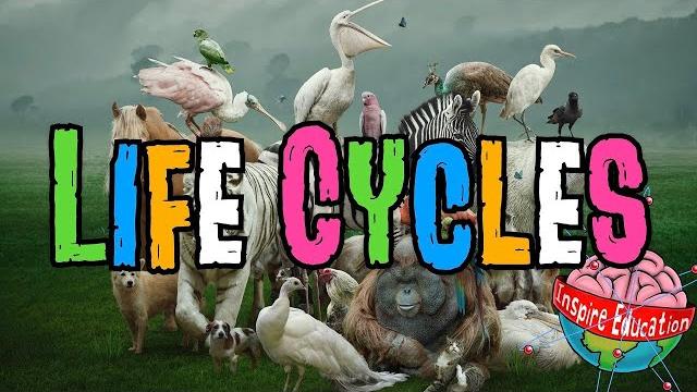 Animal life cycles Animal life cycles