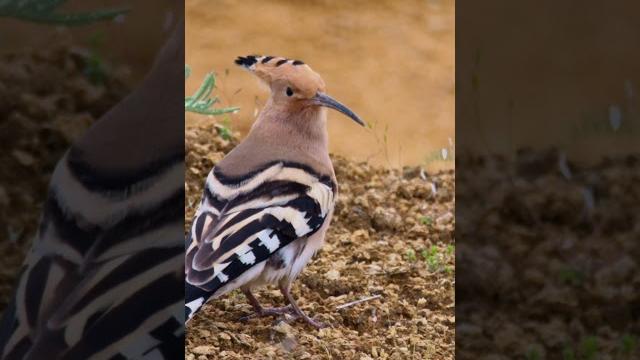 Удод | common hoopoe (upupa epops) Удод | common hoopoe (upupa epops)