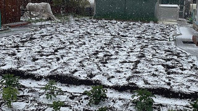 27 мая, погода пугает не на шутку, снег, крупа, заморозки , закрываю многолетние георгины. 27 мая, погода пугает не на шутку, снег, крупа, заморозки , закрываю многолетние георгины.