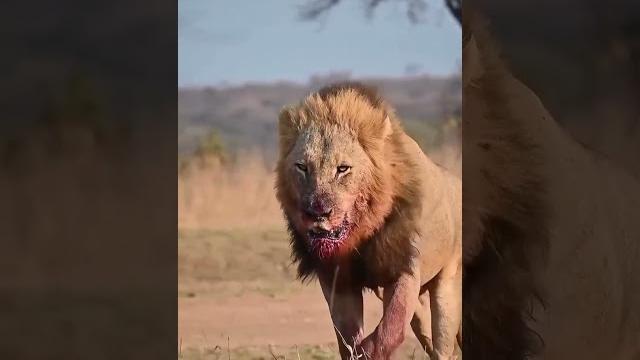 Вот настоящий царь зверей Вот настоящий царь зверей