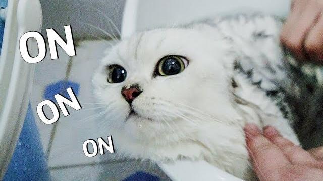 猫咪用生命反抗洗澡,气到脸变形,你已经失去本宝宝了|花花与三猫 cat live 猫咪用生命反抗洗澡,气到脸变形,你已经失去本宝宝了|花花与三猫 cat live