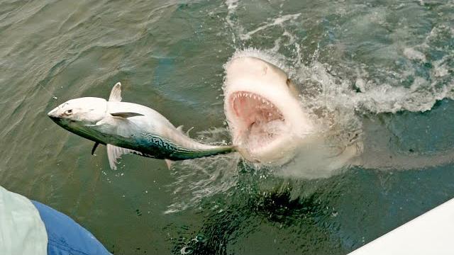 Most insane shark clips Most insane shark clips