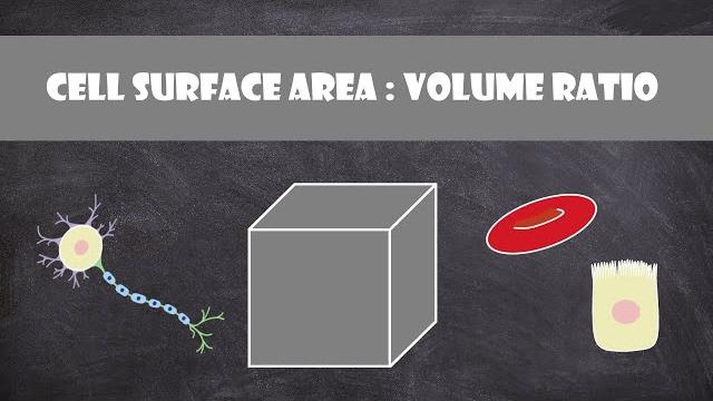 Cell surface area: volume ratio | cell biology Cell surface area: volume ratio | cell biology