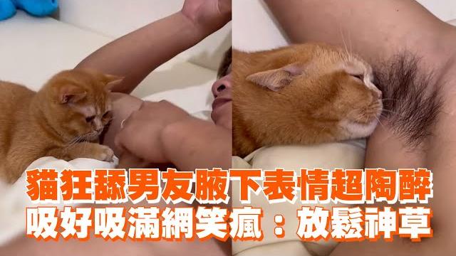 貓狂舔男友腋下表情超陶醉 吸好吸滿網笑瘋:放鬆神草 貓狂舔男友腋下表情超陶醉 吸好吸滿網笑瘋:放鬆神草