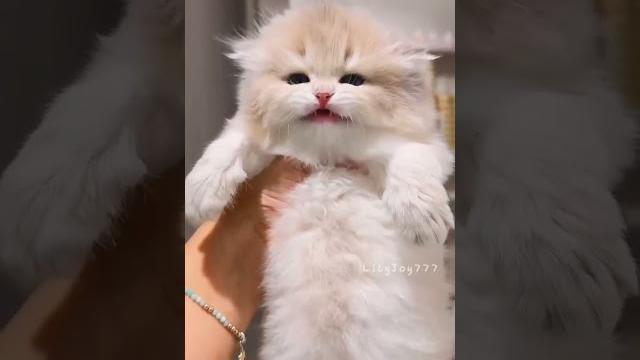 Kucing gemoy #cat #cute #gemoy Kucing gemoy #cat #cute #gemoy