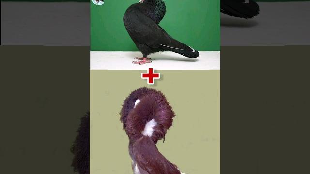 Mukkhi pigeon cross breeding with jackobin pigeon. shockingresult #fancy_pigeon #crossbreed #shorts Mukkhi pigeon cross breeding with jackobin pigeon. shockingresult #fancy_pigeon #crossbreed #shorts
