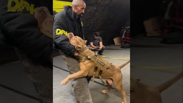 Dog protects boy from danger(@darkdynastyk9s) Dog protects boy from danger(@darkdynastyk9s)