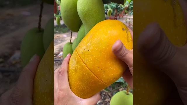 How to cut | fresh fruit cutting in my farm How to cut | fresh fruit cutting in my farm