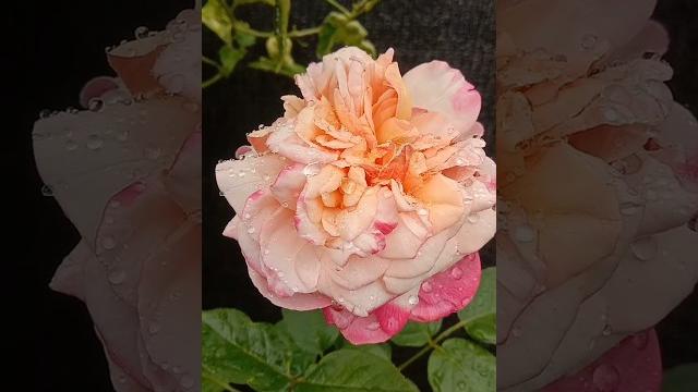 Miss you my flower #garden #bunga #mawar #kencana #ungu #marigold #zinia #berkebun #berkebundirumah Miss you my flower #garden #bunga #mawar #kencana #ungu #marigold #zinia #berkebun #berkebundirumah