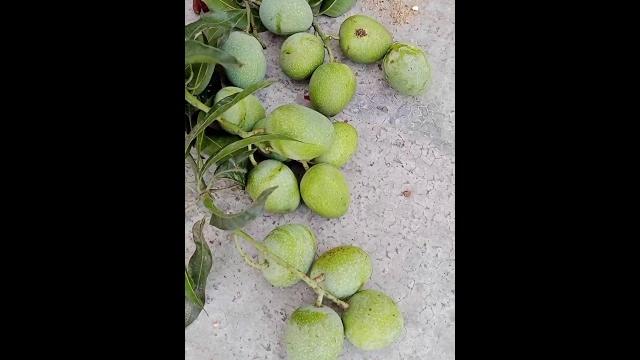 Harvesting sweet mango live stream Harvesting sweet mango live stream