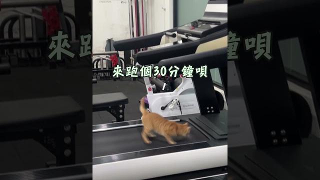 【大橘不重】貓咪自己按跑步機 自律運動驚呆旁人!|貓|跑步機 【大橘不重】貓咪自己按跑步機 自律運動驚呆旁人!|貓|跑步機