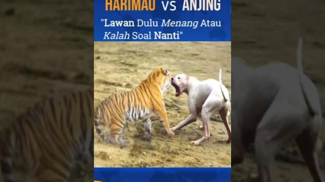 Anjing vs harimau | duel adu gengsi demi harga diri #harimau #anjing #fakta #duel #anjing #viral Anjing vs harimau | duel adu gengsi demi harga diri #harimau #anjing #fakta #duel #anjing #viral