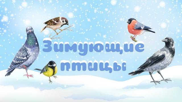 Зимующие птицы Зимующие птицы