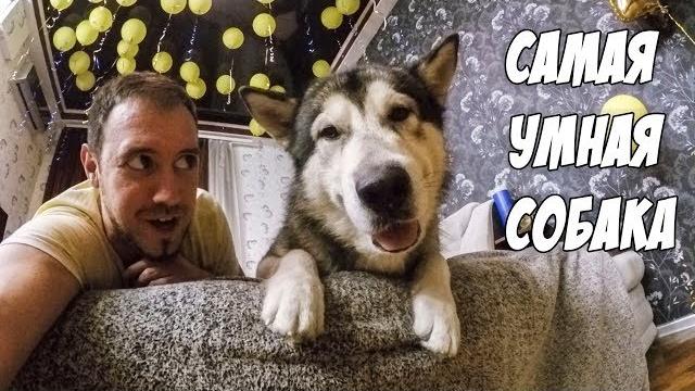 Самая умная собака / дарю хомячка подписчику / розыгрыш Самая умная собака / дарю хомячка подписчику / розыгрыш