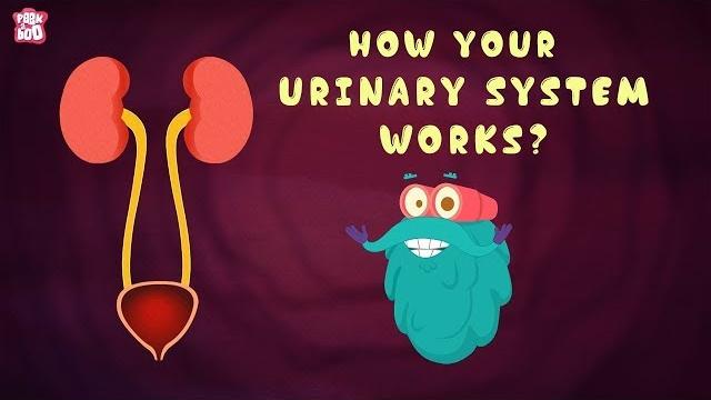 How your urinary system works? - the dr. binocs show | best learning videos for kids | peekaboo kidz How your urinary system works? - the dr. binocs show | best learning videos for kids | peekaboo kidz