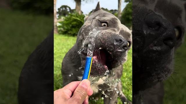 Nossa rotina #americanbully - comer, brincar e relaxar Nossa rotina #americanbully - comer, brincar e relaxar
