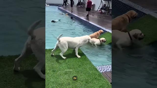 This dog feared water but then This dog feared water but then