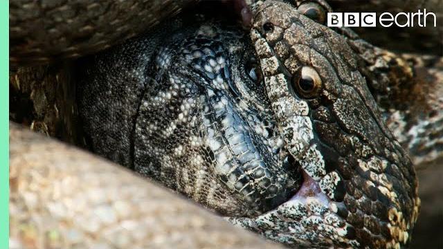 Iguana vs snakes (full clip) | planet earth ii | bbc earth Iguana vs snakes (full clip) | planet earth ii | bbc earth