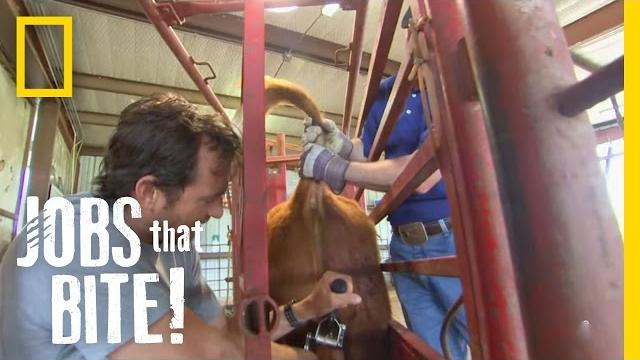 Castrating a bull | jobs that bite Castrating a bull | jobs that bite