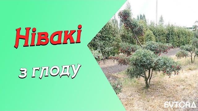 Нівікі з глоду. ua та rus субтитри Нівікі з глоду. ua та rus субтитри
