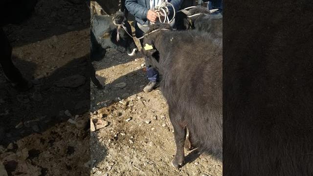 Бугунку алайдын мал базар / базар баасы / Бугунку алайдын мал базар / базар баасы /
