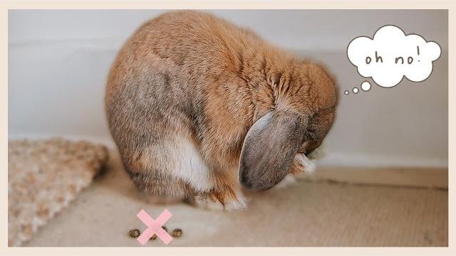 The rabbit potty training video The rabbit potty training video