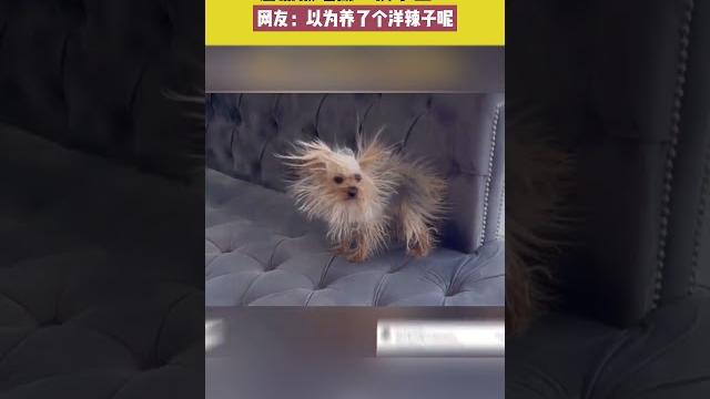 主人晒小狗冬季静电炸毛:差点被电成“皮卡丘”,网友:以为养了个洋辣子呢 #萌宠 #宠哈哈 #搞笑 主人晒小狗冬季静电炸毛:差点被电成“皮卡丘”,网友:以为养了个洋辣子呢 #萌宠 #宠哈哈 #搞笑