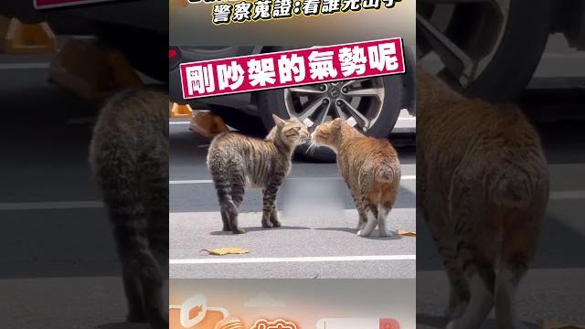 2浪貓當街起衝突「貼臉互罵」 警到場蒐證笑喊:看誰先出手|tvbs新聞|擠看看 #shorts 2浪貓當街起衝突「貼臉互罵」 警到場蒐證笑喊:看誰先出手|tvbs新聞|擠看看 #shorts