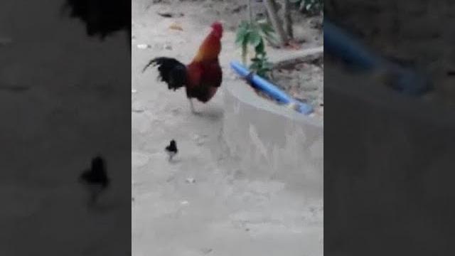 Chick intimidates rooster Chick intimidates rooster