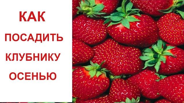 Как посадить клубнику осенью / нет нематоде при посадке клубники / посадка клубники на агроволокно Как посадить клубнику осенью / нет нематоде при посадке клубники / посадка клубники на агроволокно