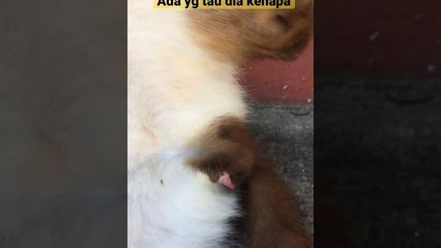 Kucing lagi sange Kucing lagi sange