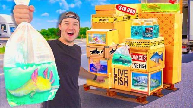 I bought every live fish mystery box! (what’s inside?) I bought every live fish mystery box! (what’s inside?)