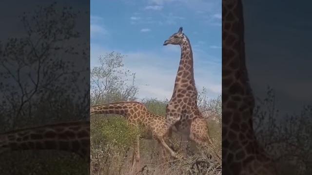 Giraffemeeting #viralvideo #shorts #youtubeshorts Giraffemeeting #viralvideo #shorts #youtubeshorts