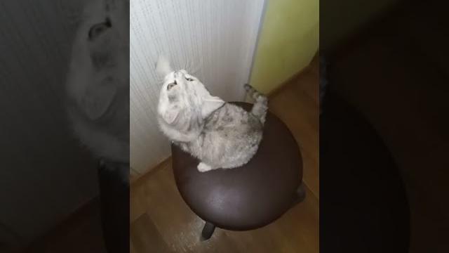 Буся Буся