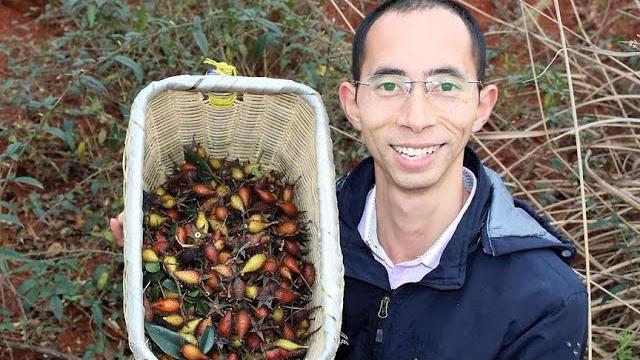 怎样泡出好喝的金樱子酒,农村小哥来告诉你,看了谁都能学会 怎样泡出好喝的金樱子酒,农村小哥来告诉你,看了谁都能学会