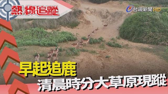 熱線追蹤-尋覓 大草原鹿群蹤跡 熱線追蹤-尋覓 大草原鹿群蹤跡
