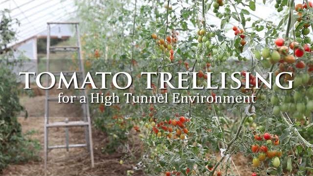 Tomato trellising for a high tunnel environment Tomato trellising for a high tunnel environment