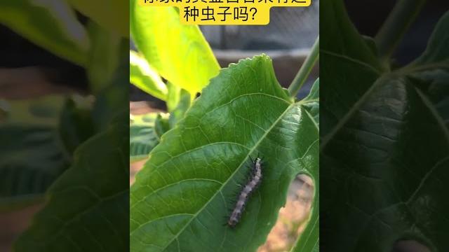 你家的黄金百香果有这种虫子吗? 你家的黄金百香果有这种虫子吗?