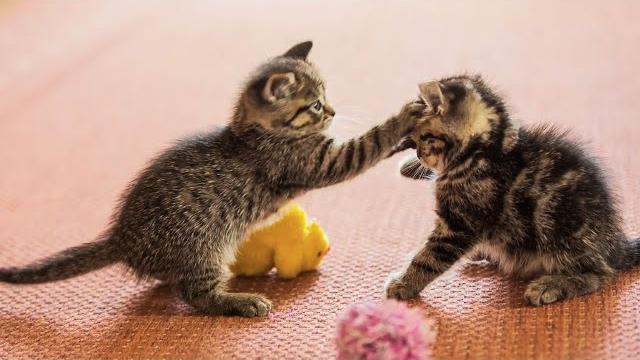 20 minutes of adorable kittens | best compilation 20 minutes of adorable kittens | best compilation