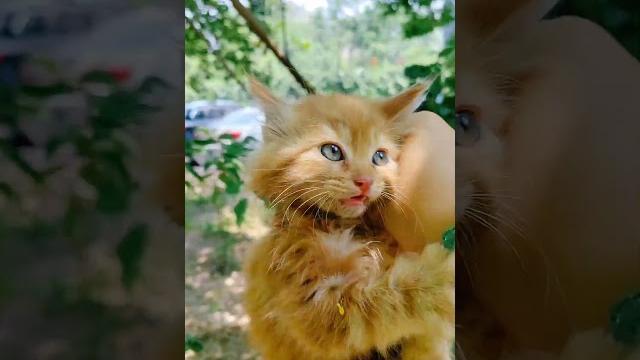 又美又凶~喂流浪猫捡了只奶凶奶凶的长毛橘!记录猫咪日常 捡了个猫 我和流浪猫的故事 橘猫 小奶喵 又美又凶~喂流浪猫捡了只奶凶奶凶的长毛橘!记录猫咪日常 捡了个猫 我和流浪猫的故事 橘猫 小奶喵