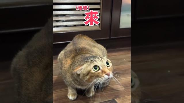 【陌生人】喵喵見爸燙頭髮 驚恐臉+壓低身體:你是誰?|貓|爸爸|互動|燙頭髮|搞笑 【陌生人】喵喵見爸燙頭髮 驚恐臉+壓低身體:你是誰?|貓|爸爸|互動|燙頭髮|搞笑