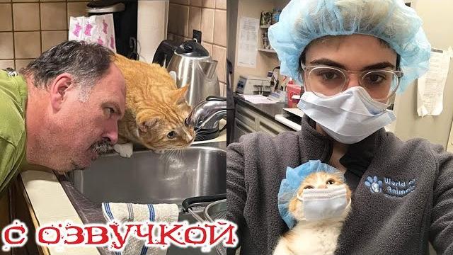 Приколы с котами! с озвучкой! смешные коты и кошки! самые смешное видео с животными! до слез! Приколы с котами! с озвучкой! смешные коты и кошки! самые смешное видео с животными! до слез!
