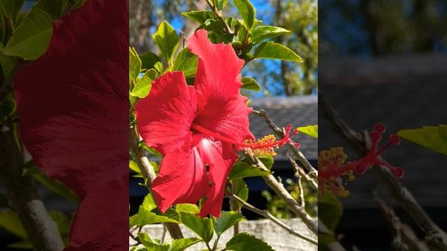 #hibiscus #大红花 #扶桑花 #马来西亚国花 #aussie #hibiscus #大红花 #扶桑花 #马来西亚国花 #aussie