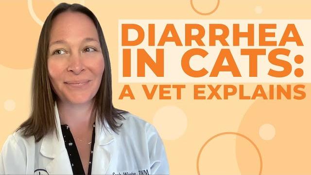 Diarrhea in cats: causes, symptoms, & treatment Diarrhea in cats: causes, symptoms, & treatment