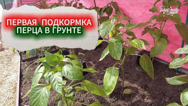 Первая подкормка перца после высадки в грунт. когда и чем подкормить перец для мощного роста Первая подкормка перца после высадки в грунт. когда и чем подкормить перец для мощного роста