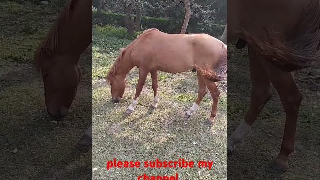 Horse of bangladesh Horse of bangladesh